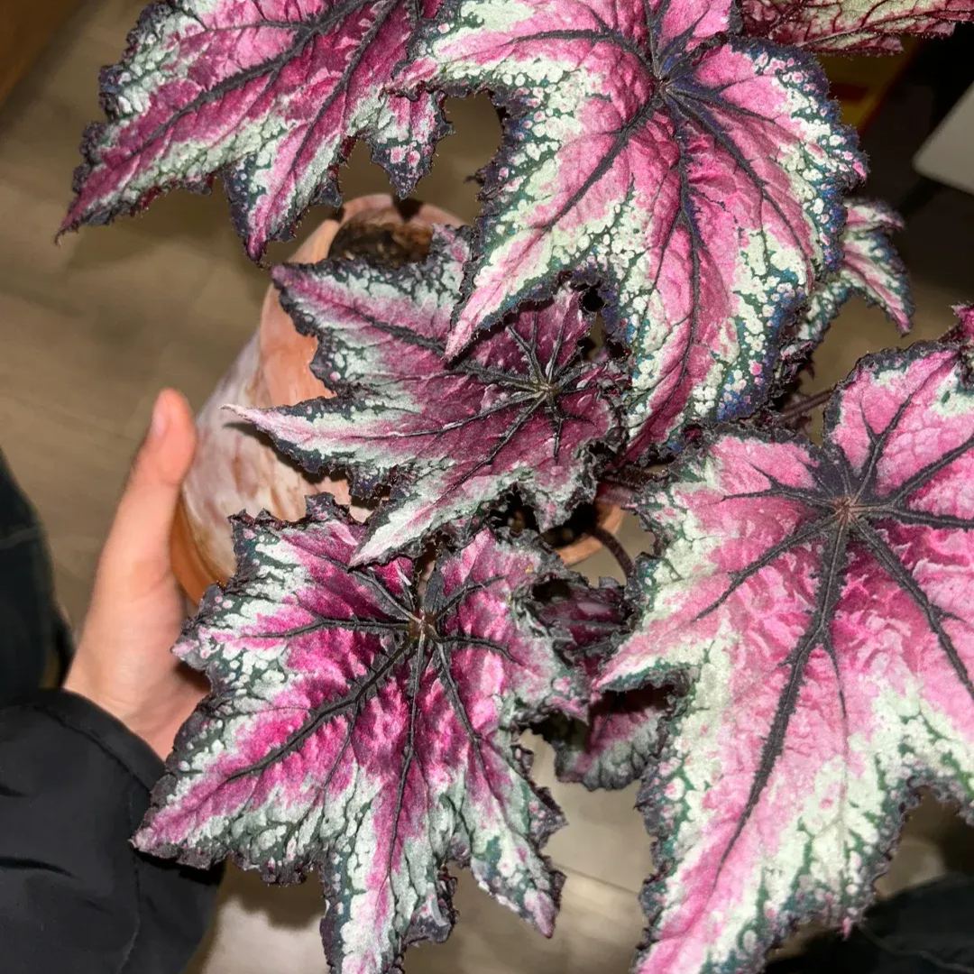 [Copy]Elizabeth Begonia Seeds