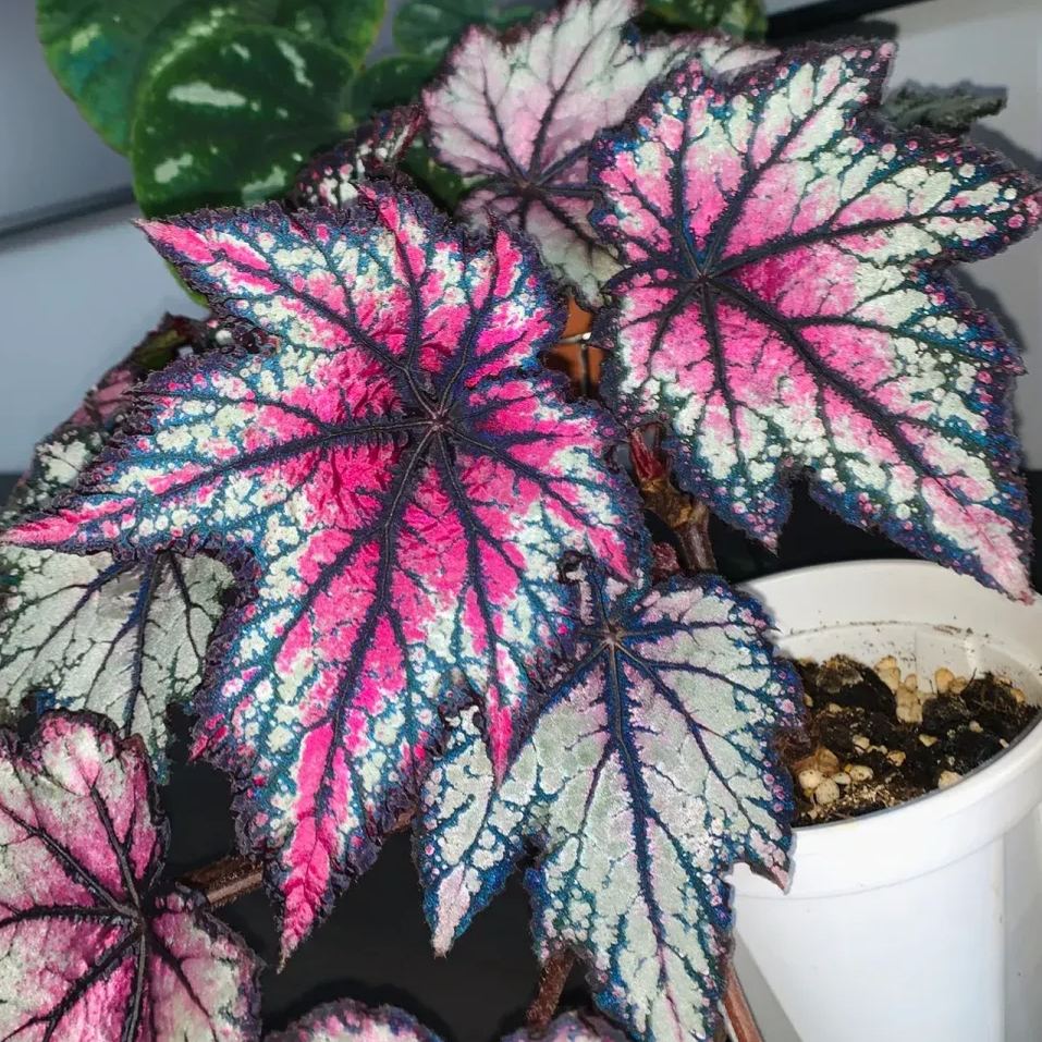 [Copy]Elizabeth Begonia Seeds
