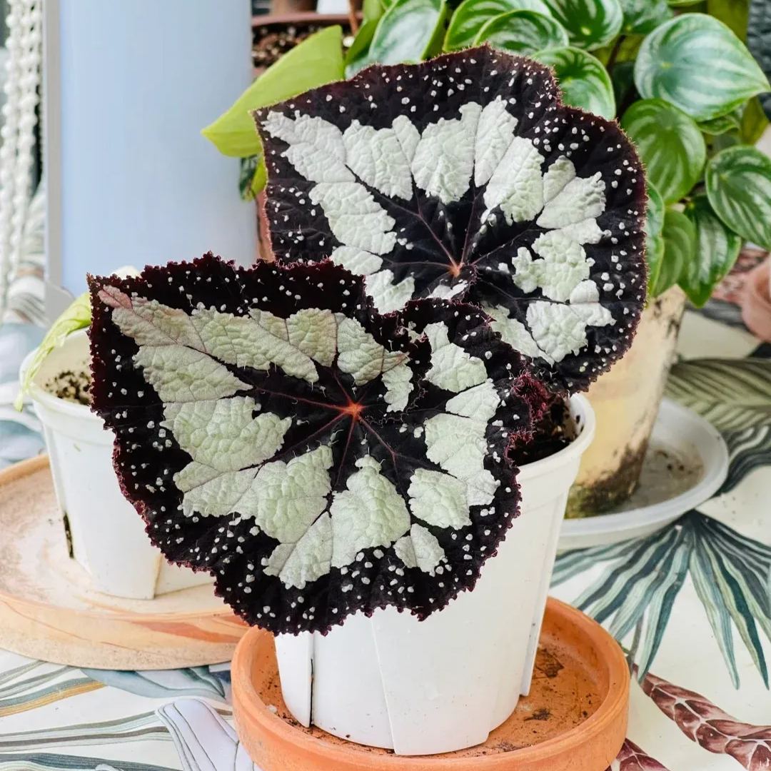 [Copy]Robert Gordon Begonia Seeds