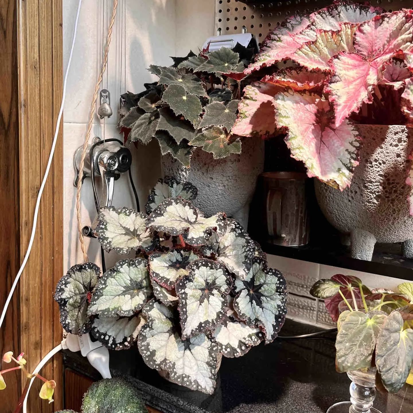 [Copy]Robert Gordon Begonia Seeds