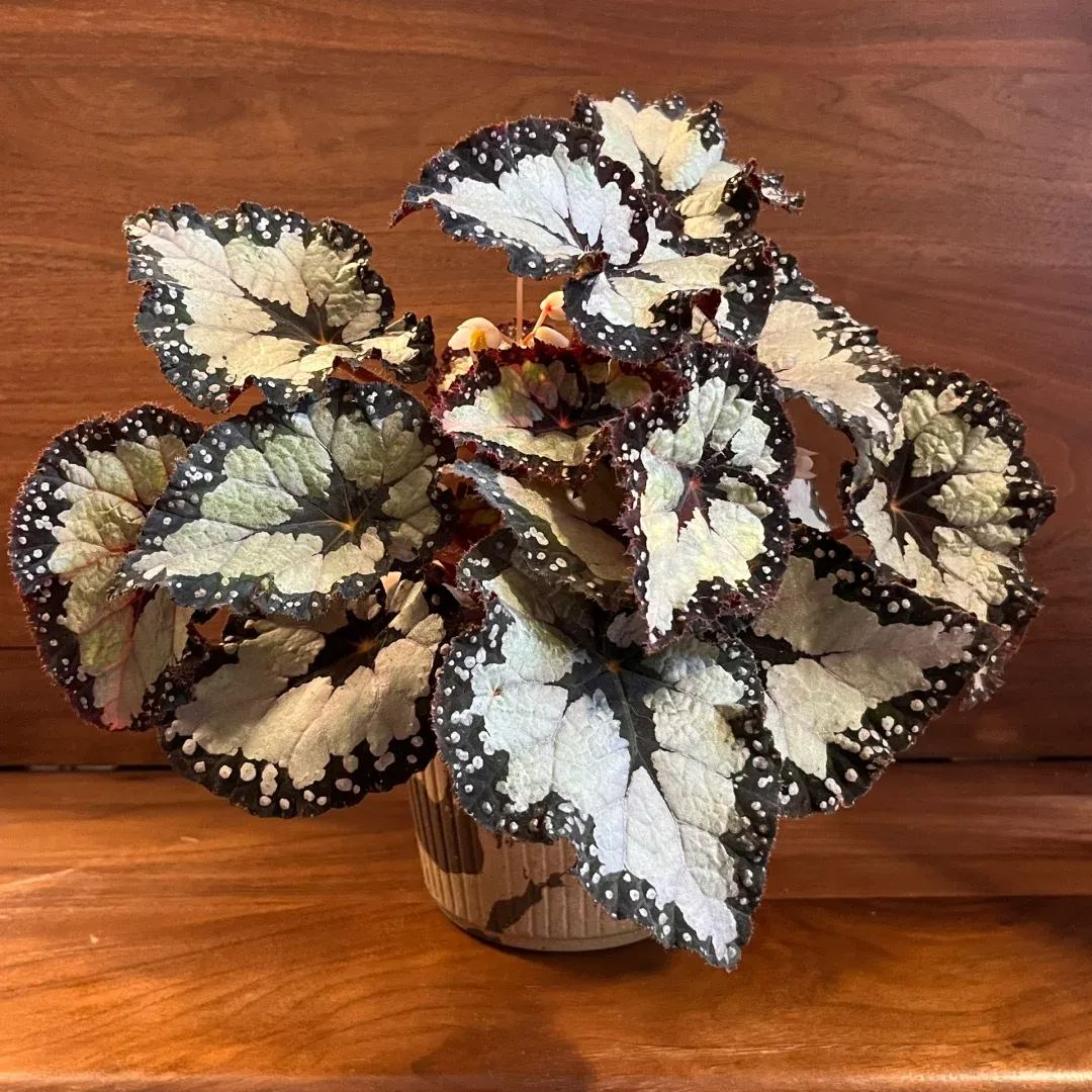 [Copy]Robert Gordon Begonia Seeds