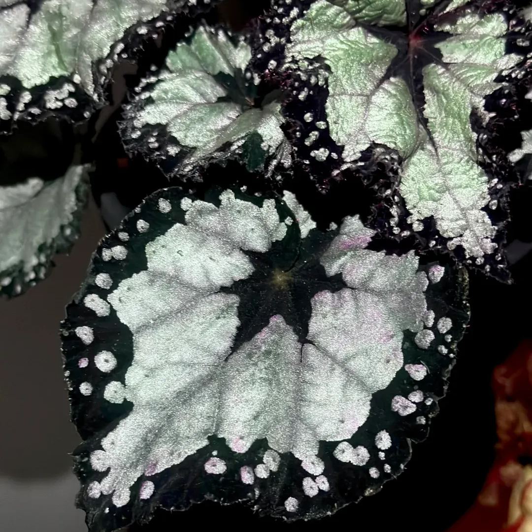 [Copy]Robert Gordon Begonia Seeds