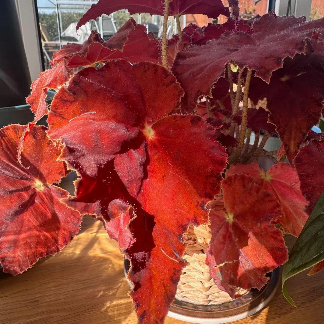 [Copy]Dolcebita Begonia Seeds