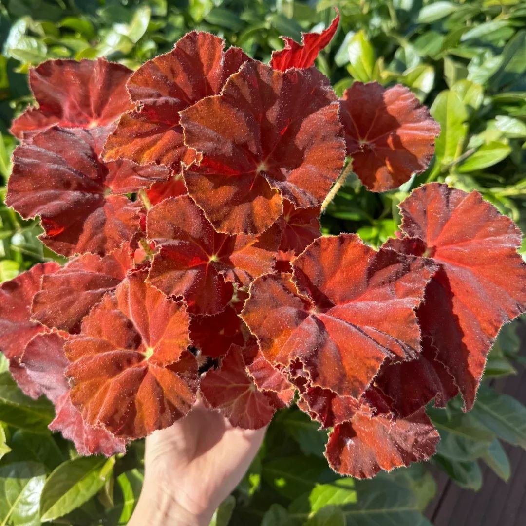 [Copy]Dolcebita Begonia Seeds