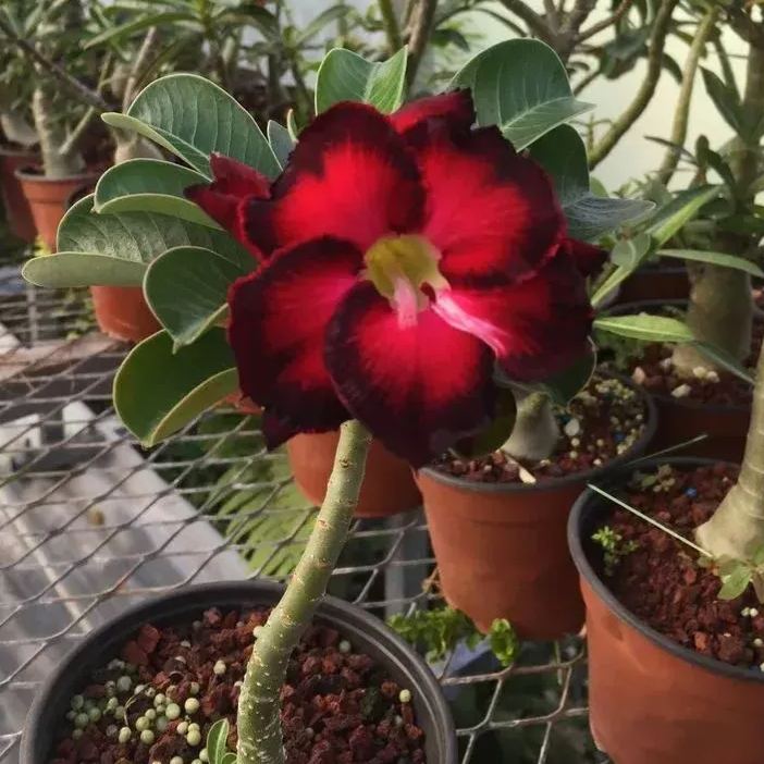 🎉Rainbow Desert Rose Seeds