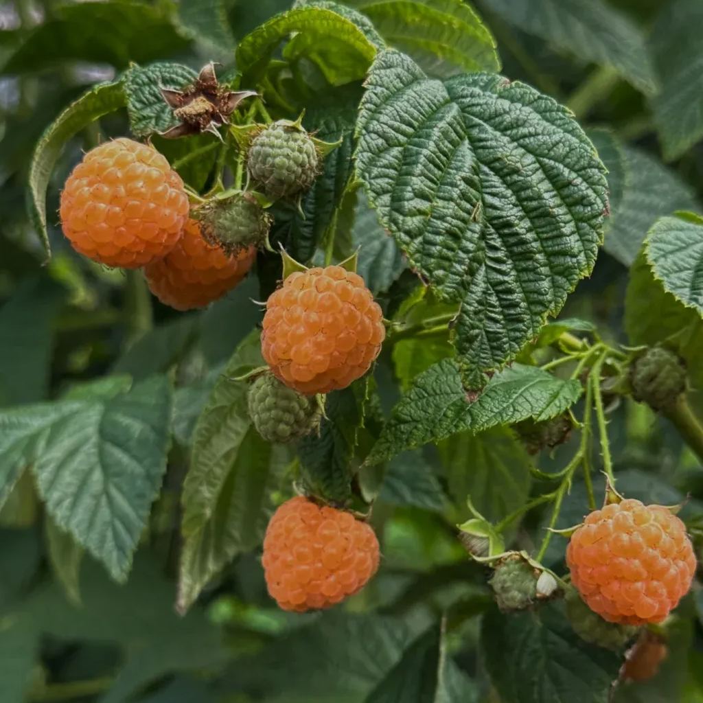 Organic Berry Seeds-- Delicious & Healthy🍓