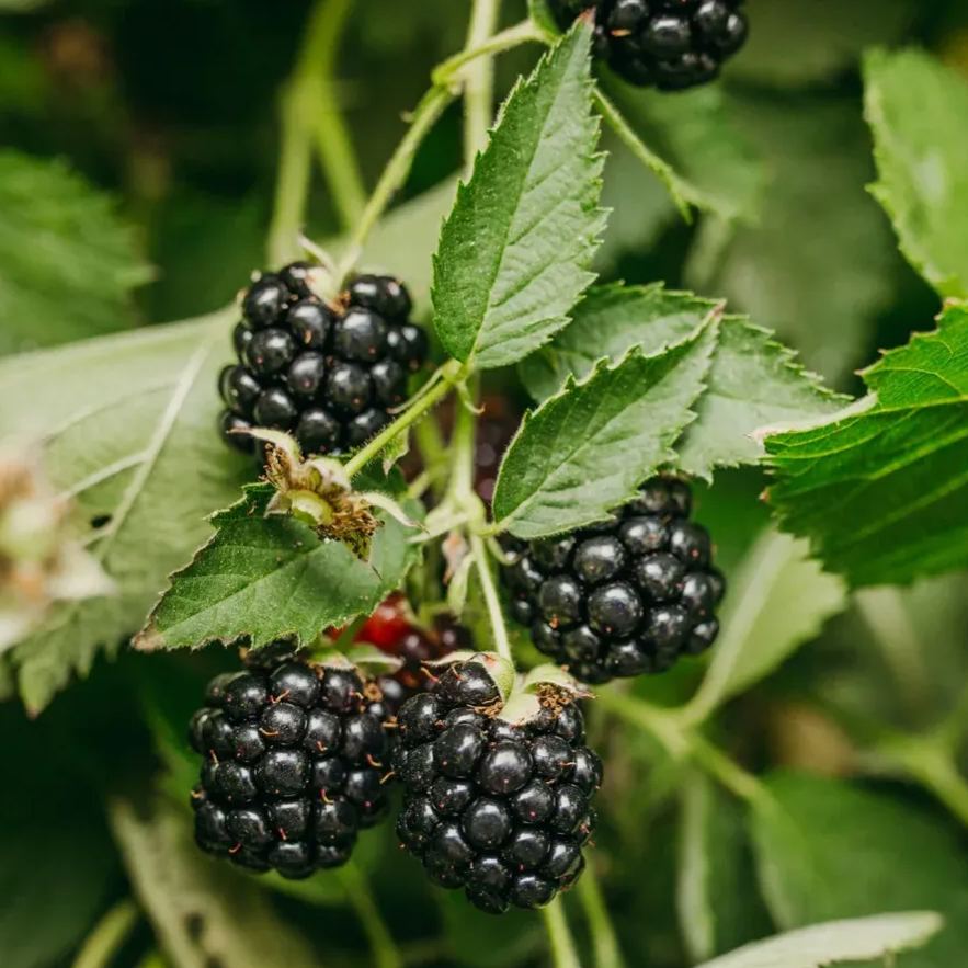 Organic Berry Seeds-- Delicious & Healthy🍓