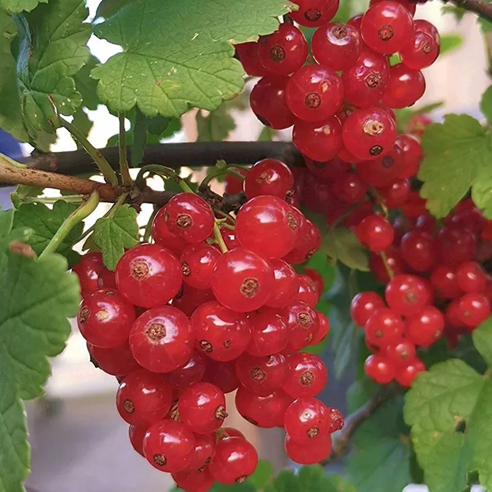 Organic Berry Seeds-- Delicious & Healthy🍓