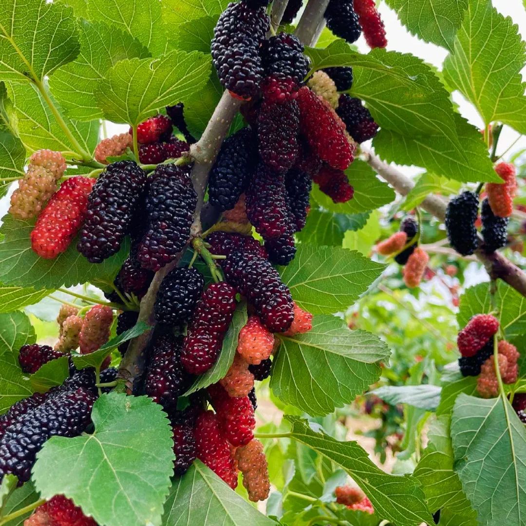 Organic Berry Seeds-- Delicious & Healthy🍓