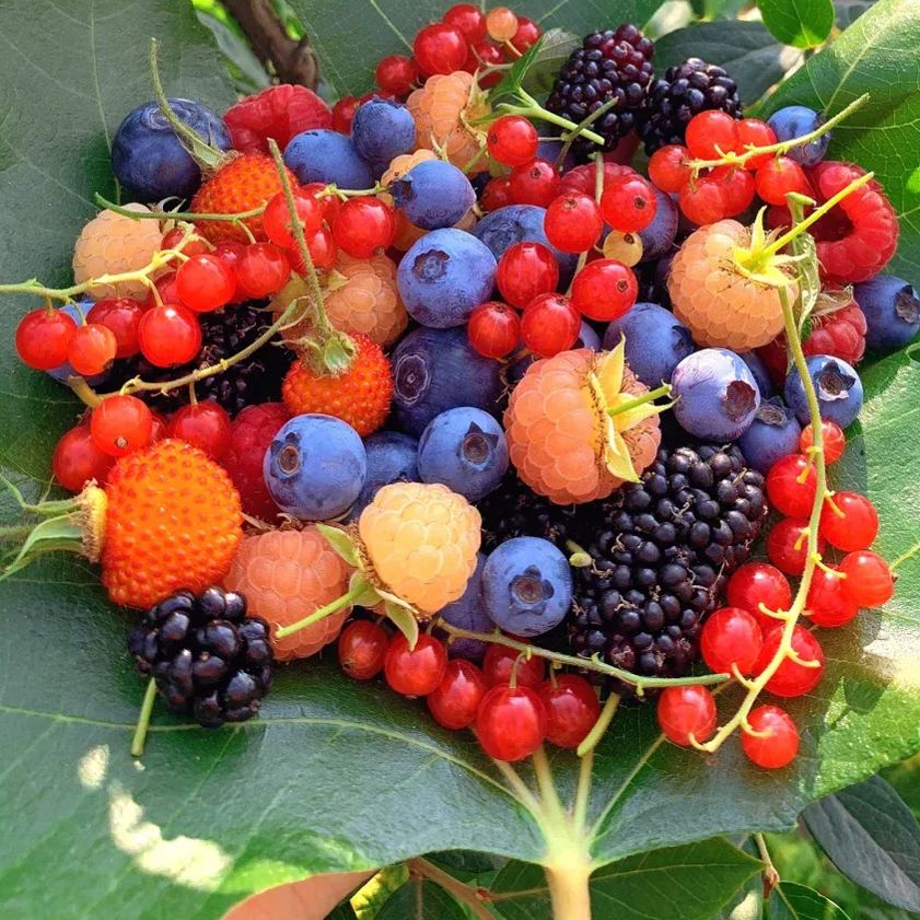 Organic Berry Seeds-- Delicious & Healthy🍓