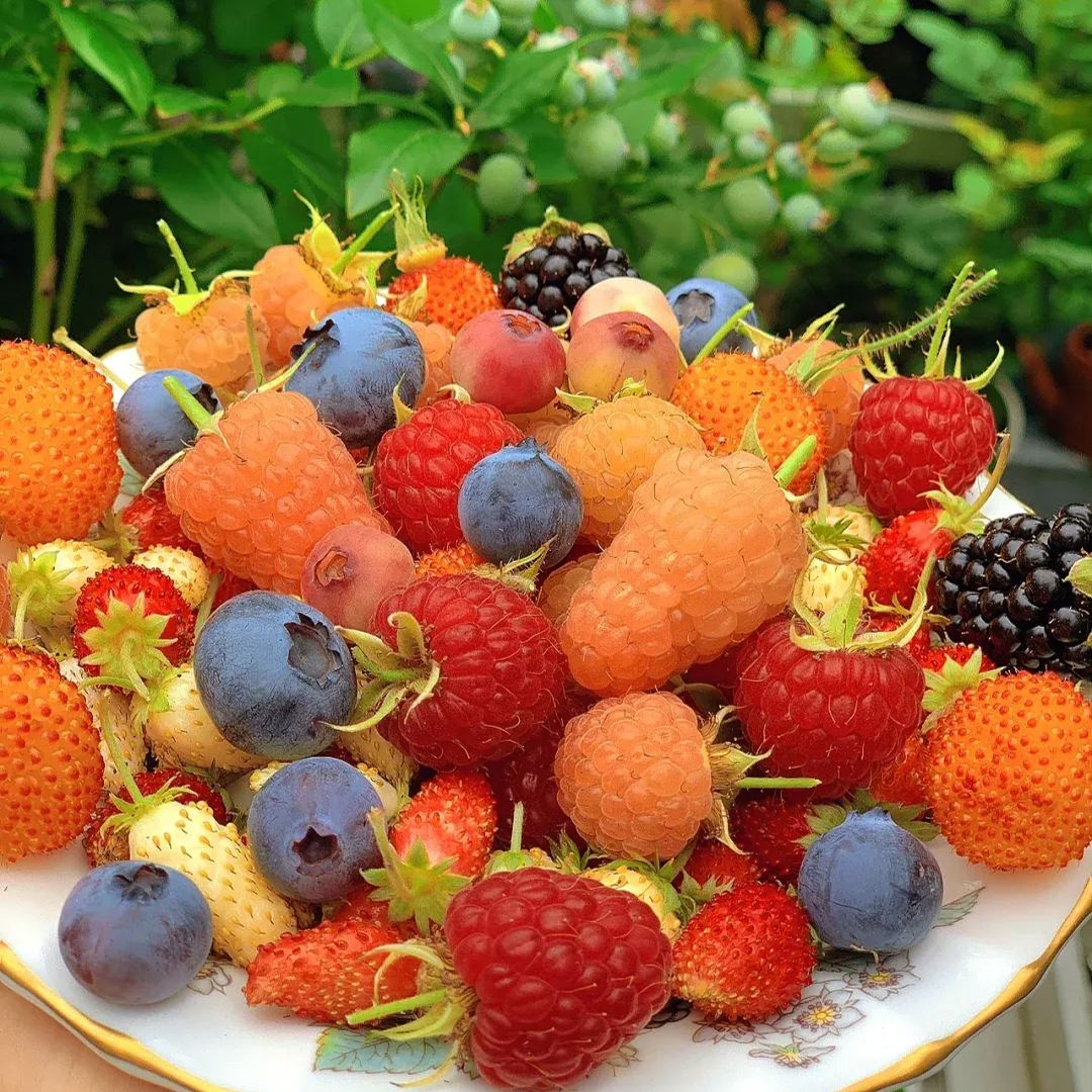 Organic Berry Seeds-- Delicious & Healthy🍓