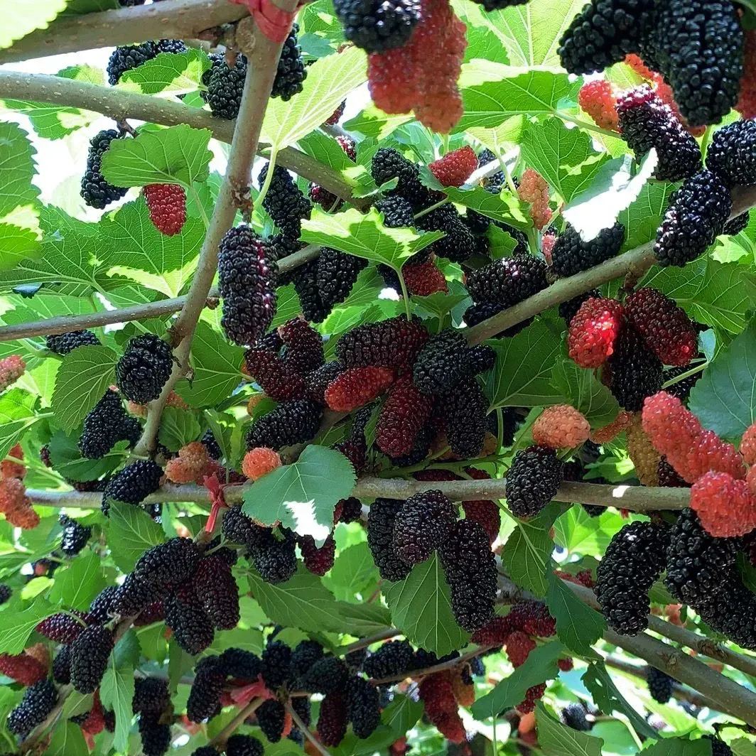 Organic Berry Seeds-- Delicious & Healthy🍓