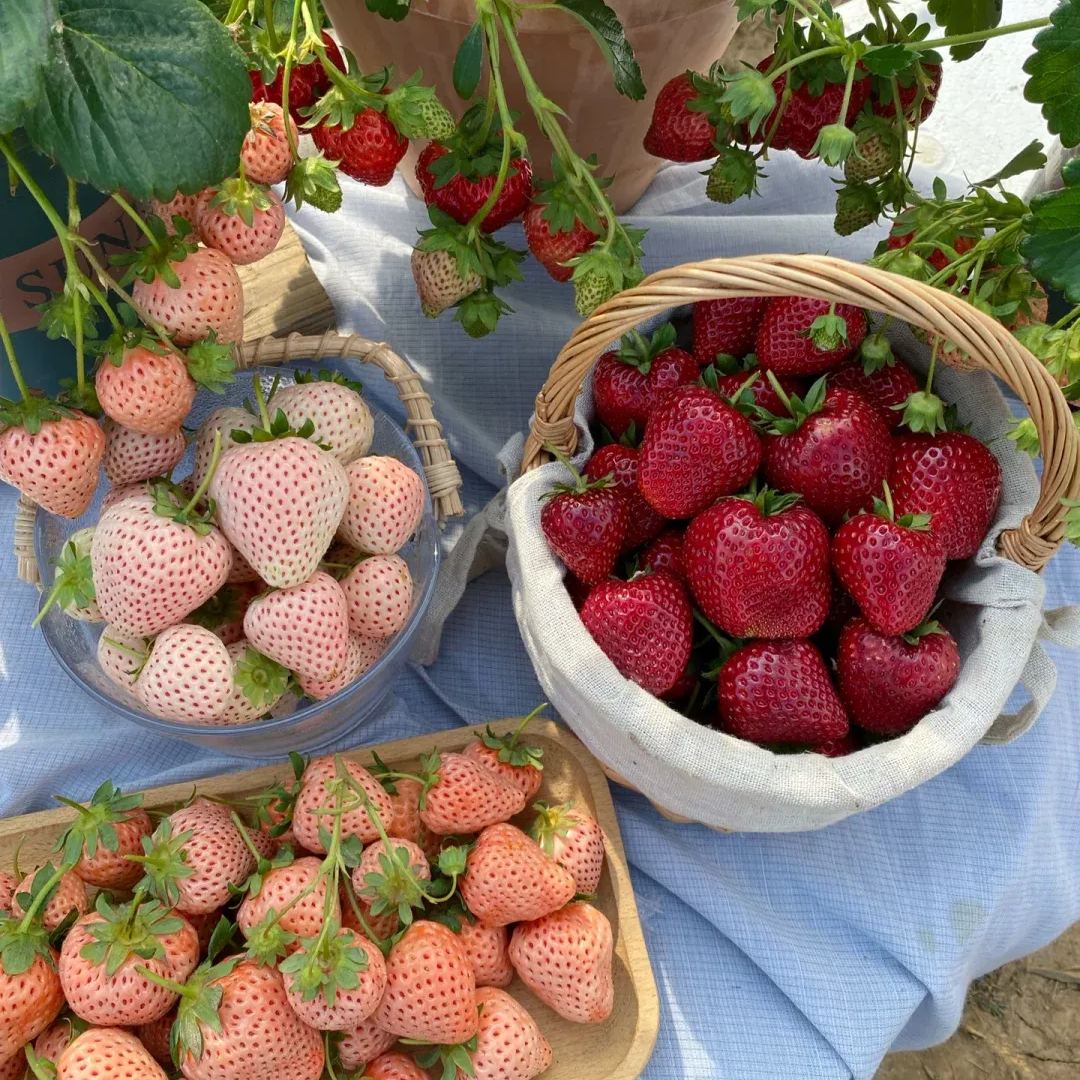 Organic Berry Seeds-- Delicious & Healthy🍓