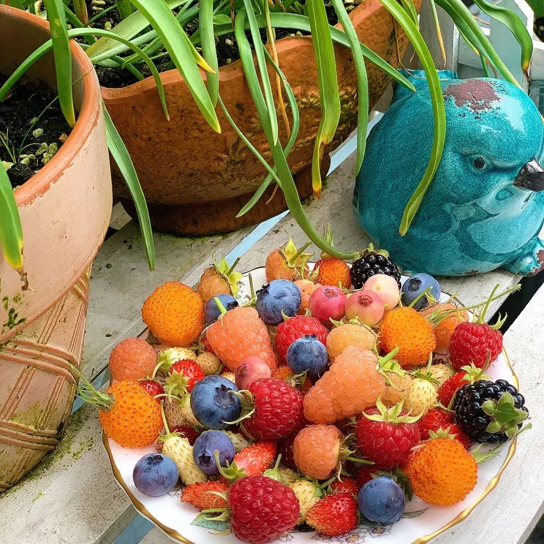 Organic Berry Seeds-- Delicious & Healthy🍓