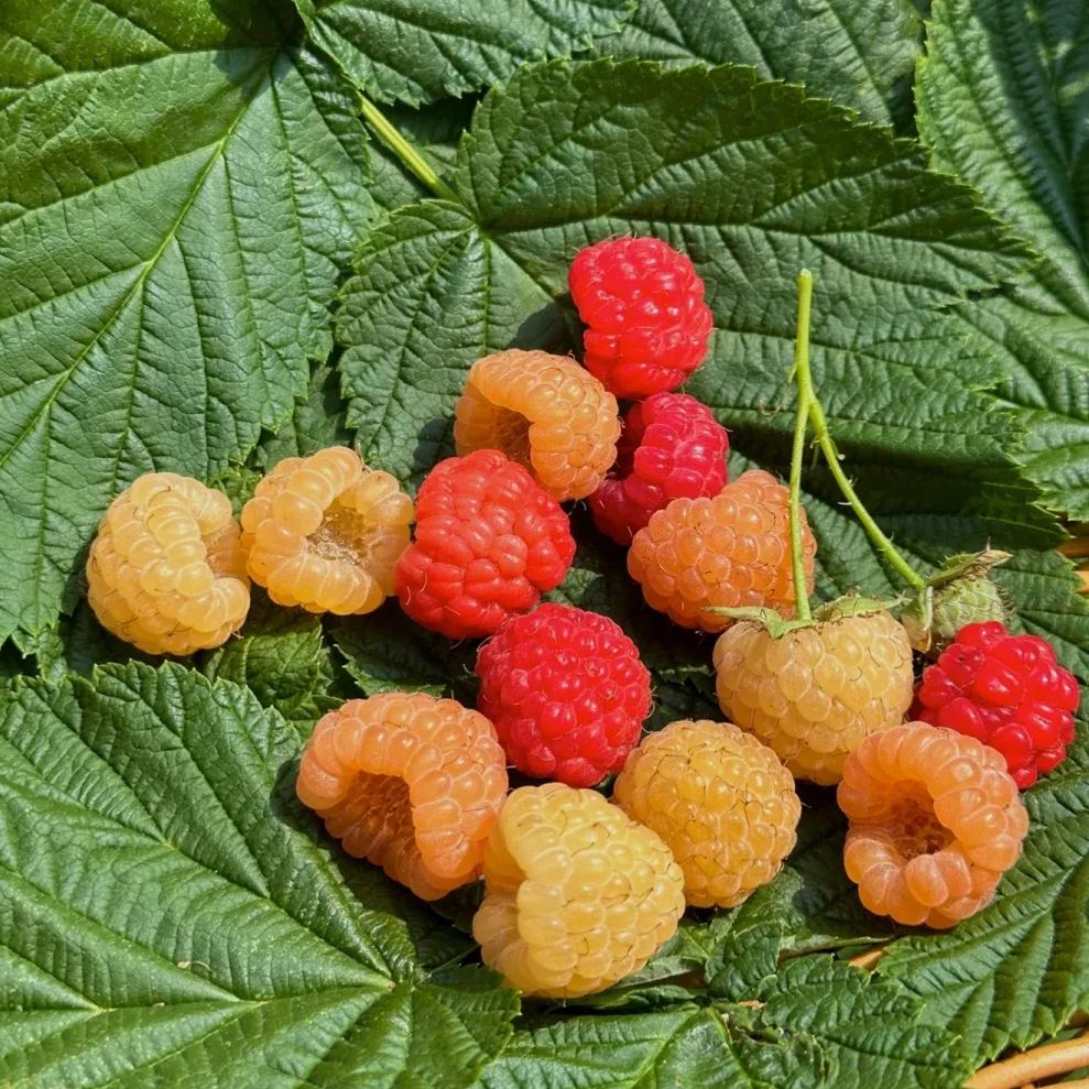 Organic Berry Seeds-- Delicious & Healthy🍓