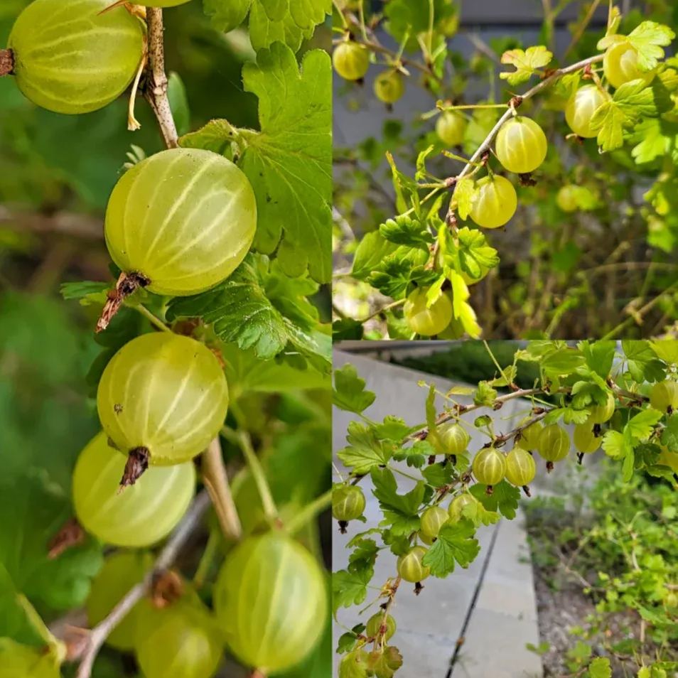Arctic Bramble Seeds