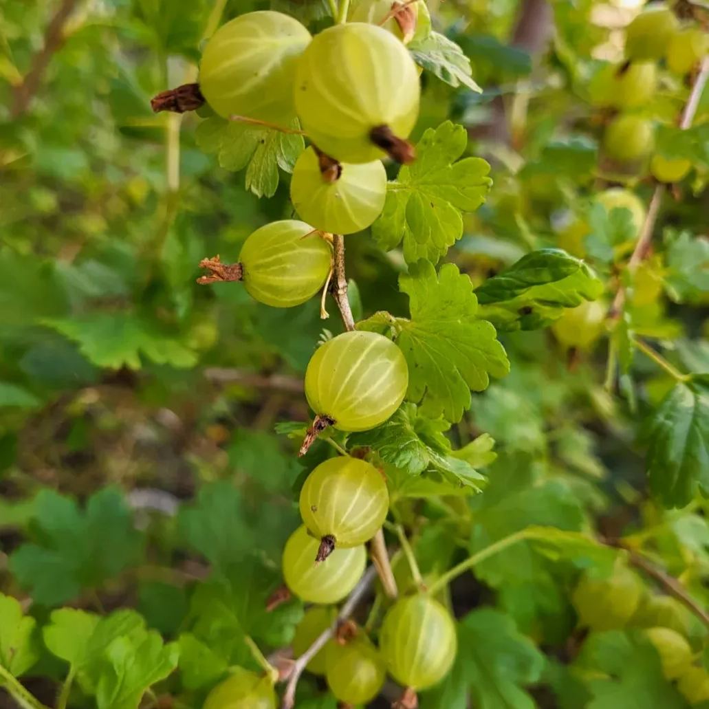 Arctic Bramble Seeds