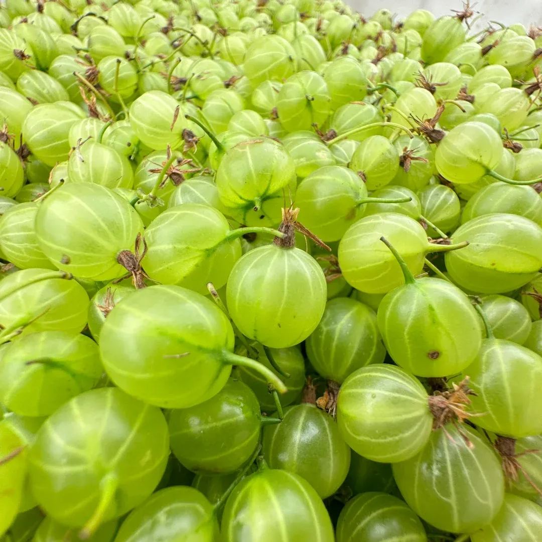 Arctic Bramble Seeds