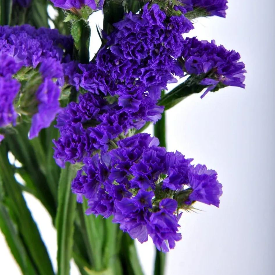 https://img-va.myshopline.com/image/store/1689135872829/-17199950981750.png?w=1080&h=1440
