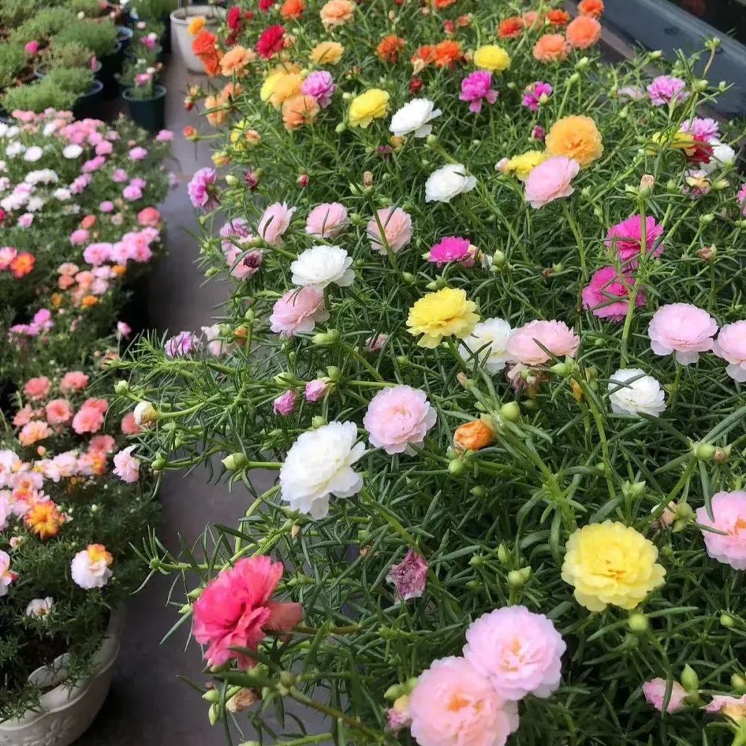 🎉5000 PCSDouble-petaled sunflowers🌺