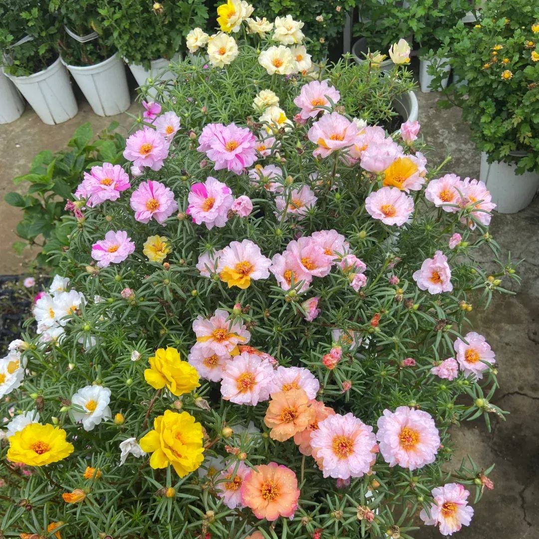 🎉5000 Pcs Double-petaled sunflowers🌺