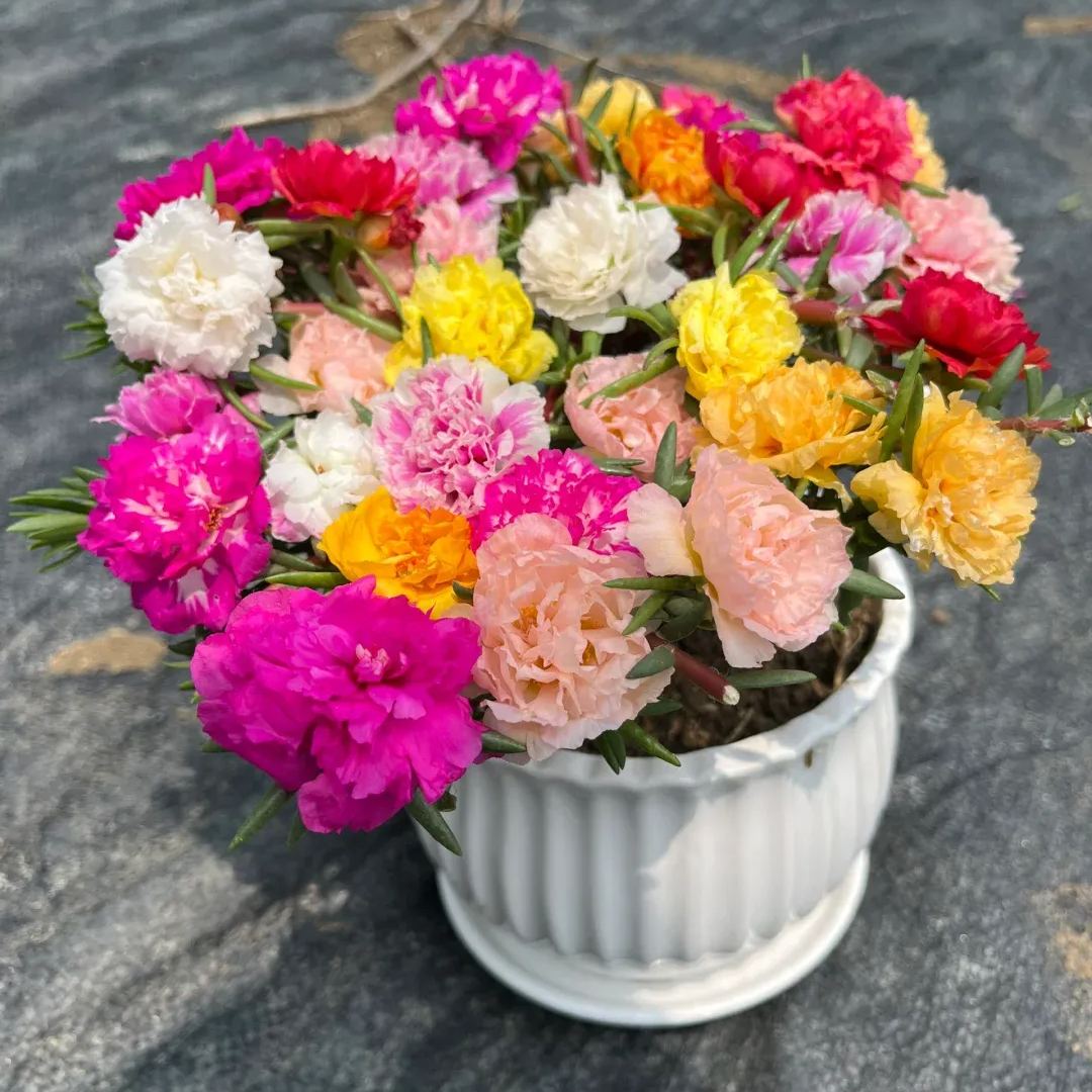 🎉5000 Pcs Double-petaled sunflowers🌺