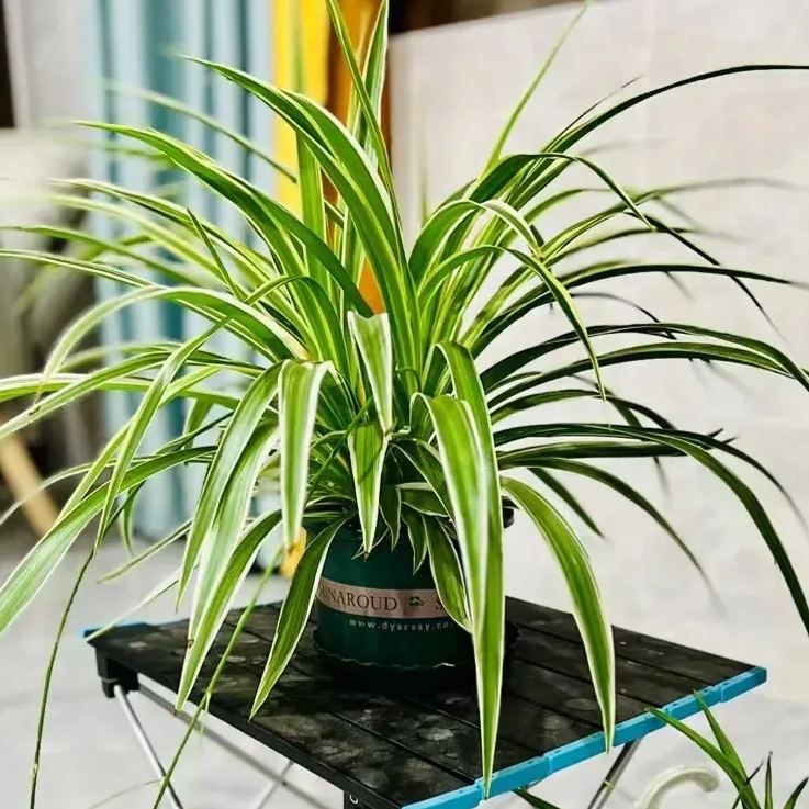 50 Pcs Ornamental Grass Seeds