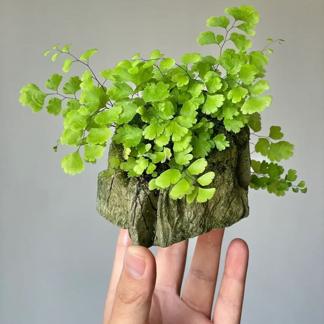 Maidenhair Fern Seeds