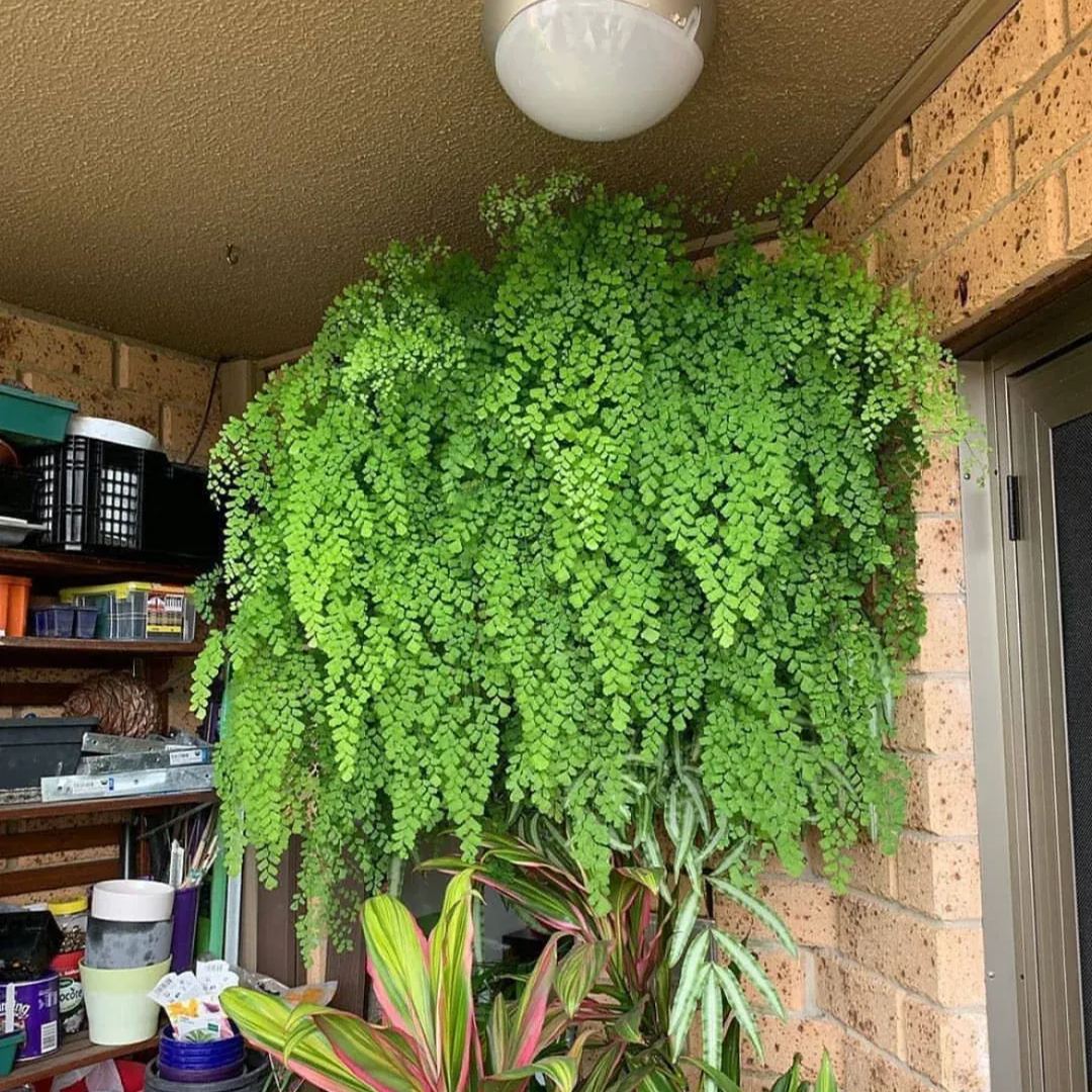 Maidenhair Fern Seeds