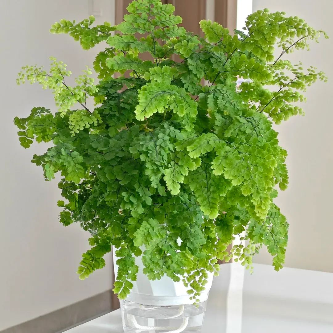 Maidenhair Fern Seeds