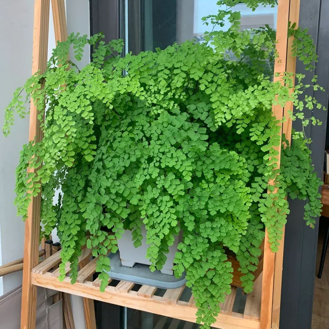Maidenhair Fern Seeds
