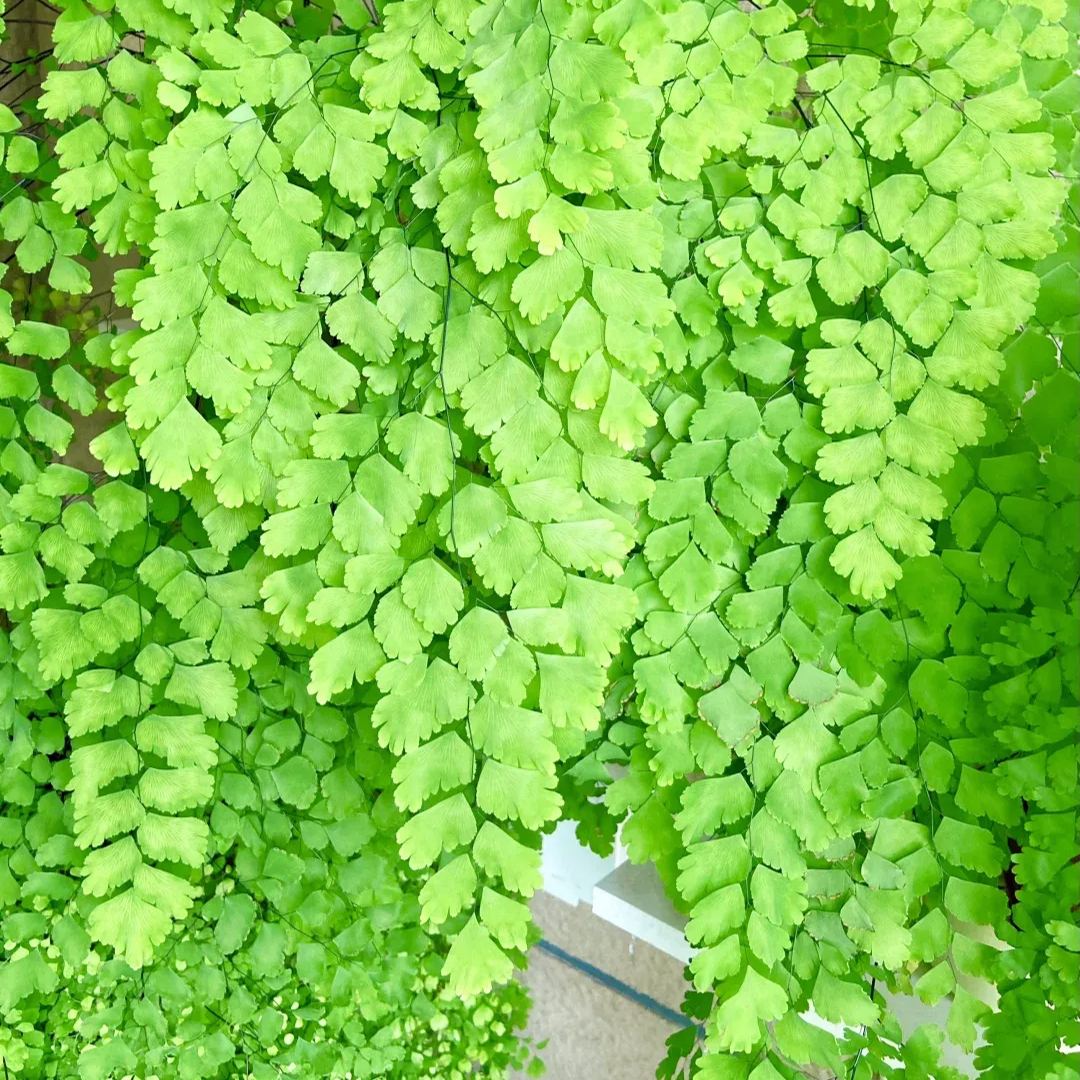 Maidenhair Fern Seeds