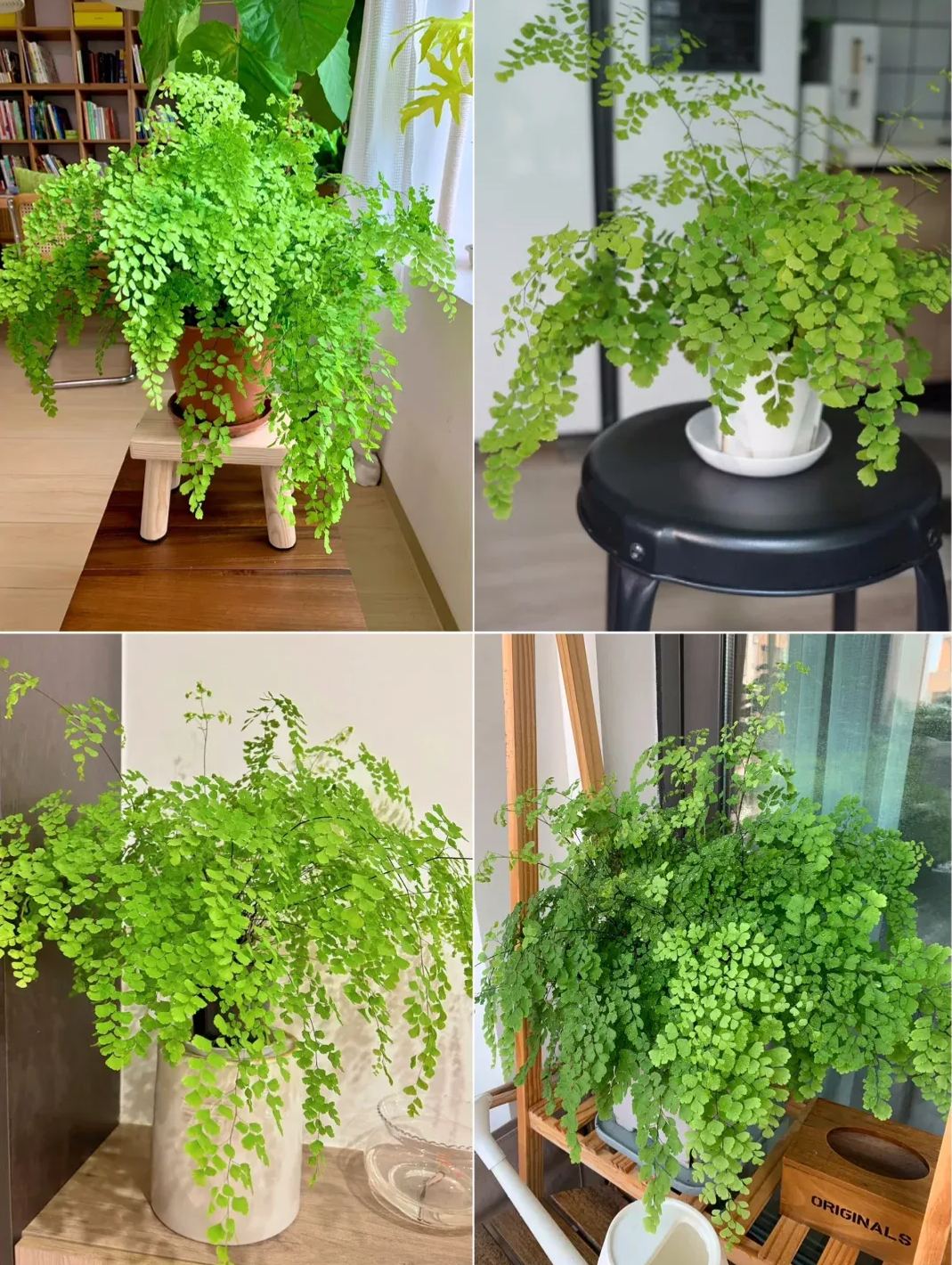 Maidenhair Fern Seeds