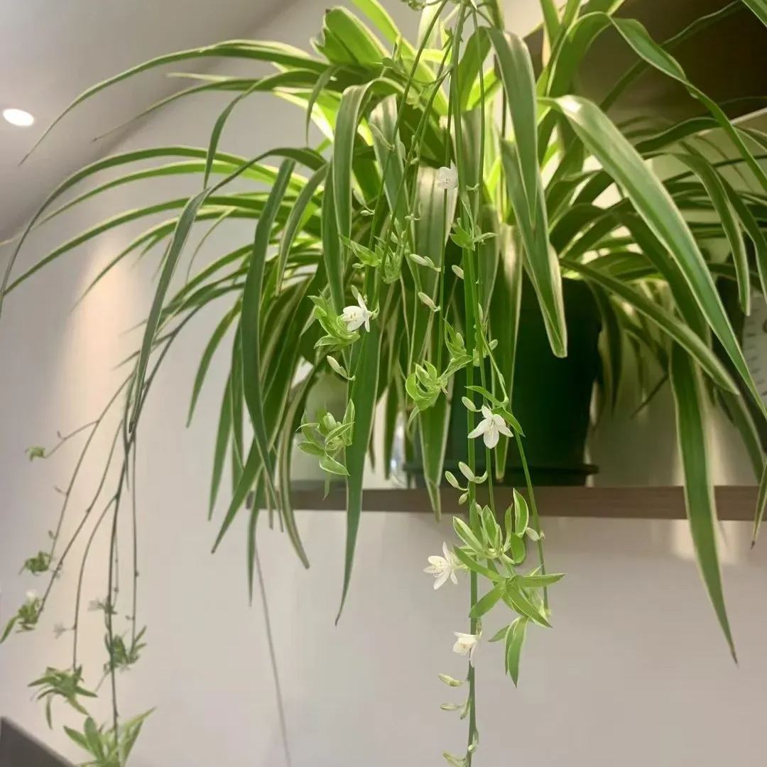 🪙Golden Spider Plant Seeds