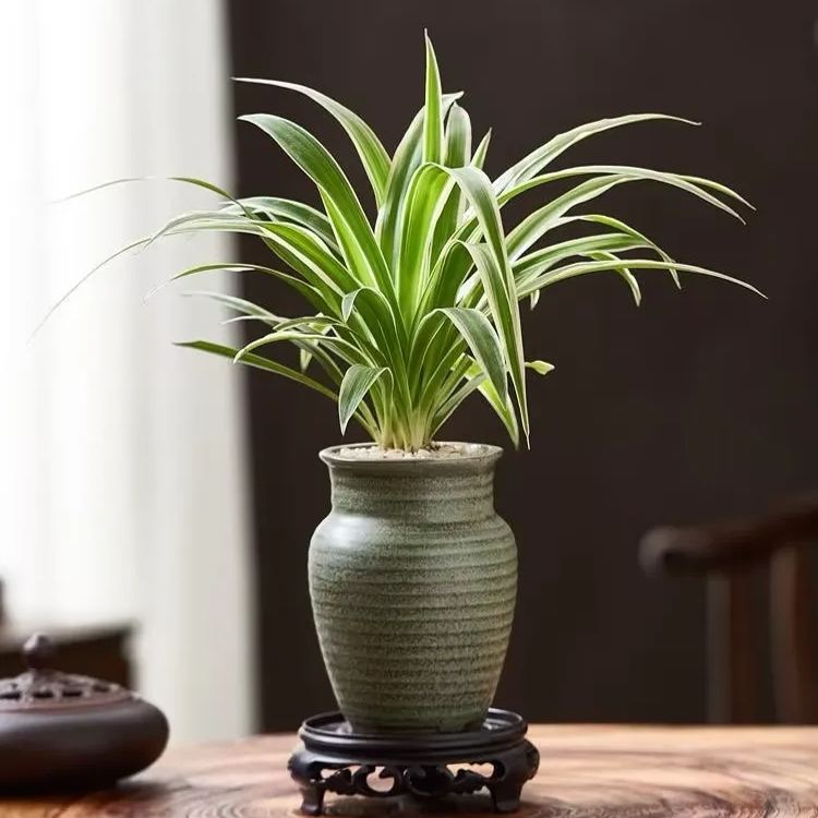 🪙Golden Spider Plant Seeds