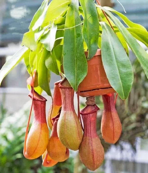 Super Pitcher Plant Seeds