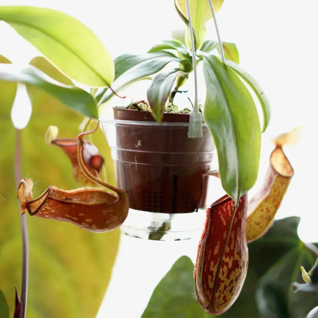 Super Pitcher Plant Seeds