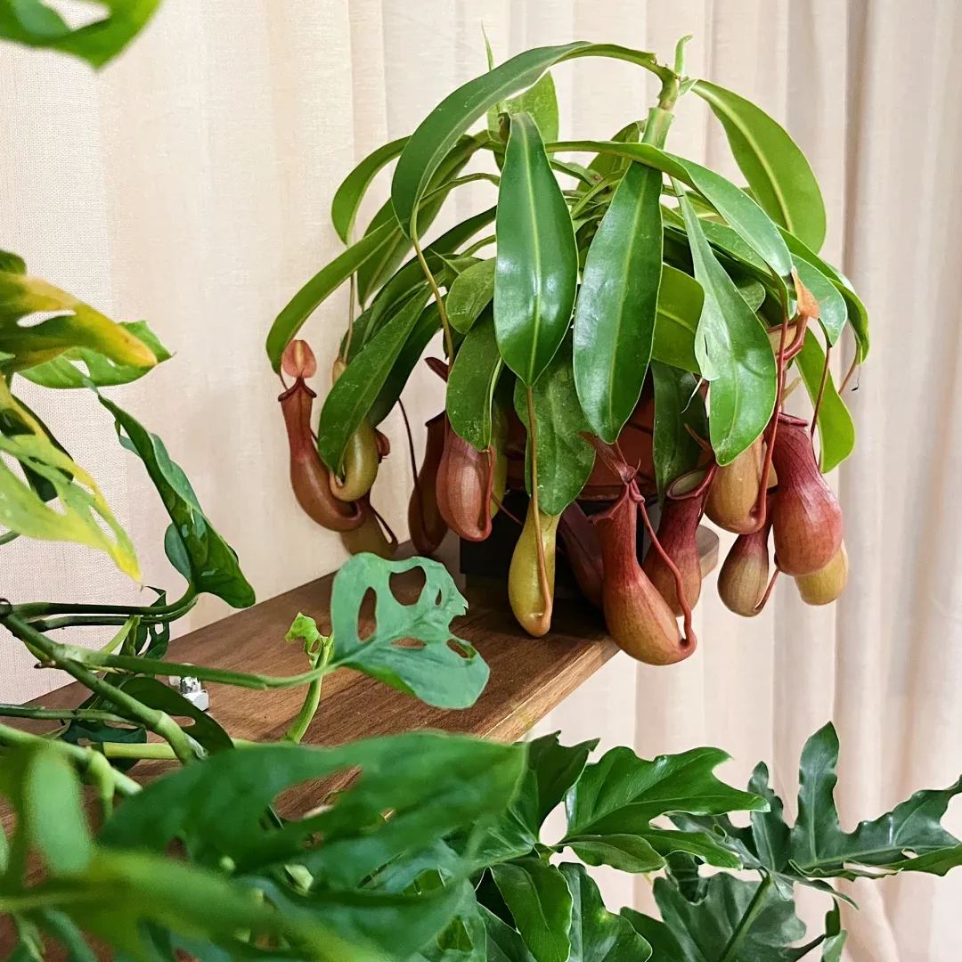 Super Pitcher Plant Seeds