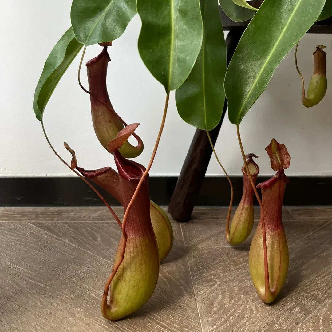 Super Pitcher Plant Seeds