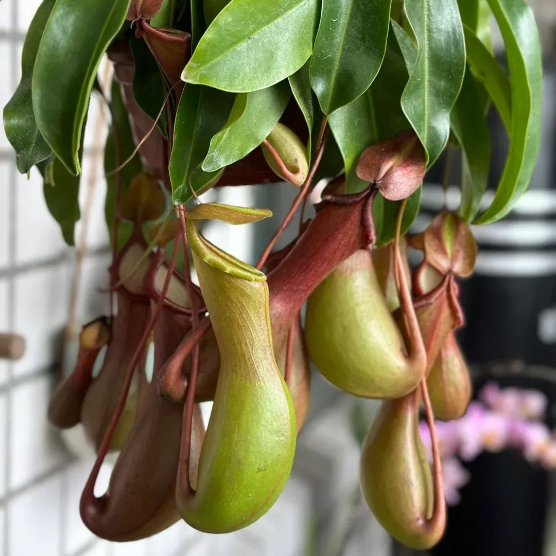 Super Pitcher Plant Seeds