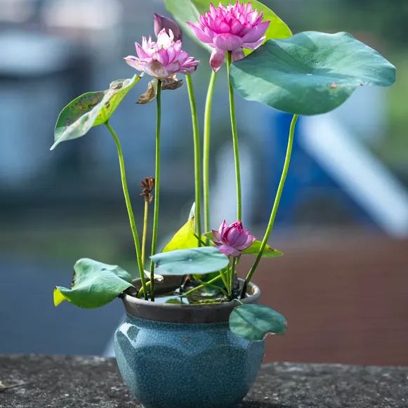The Sacred Bonsai Lotus Flower