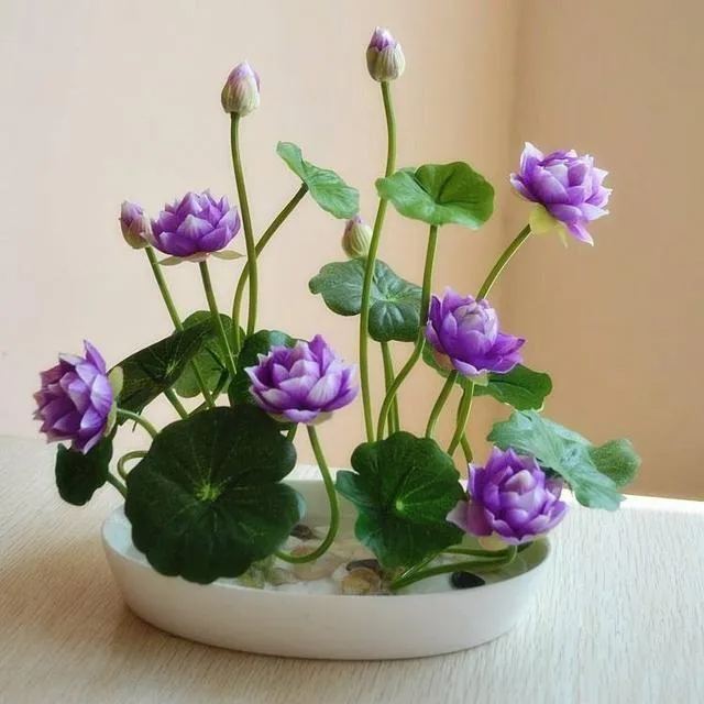 The Sacred Bonsai Lotus Flower