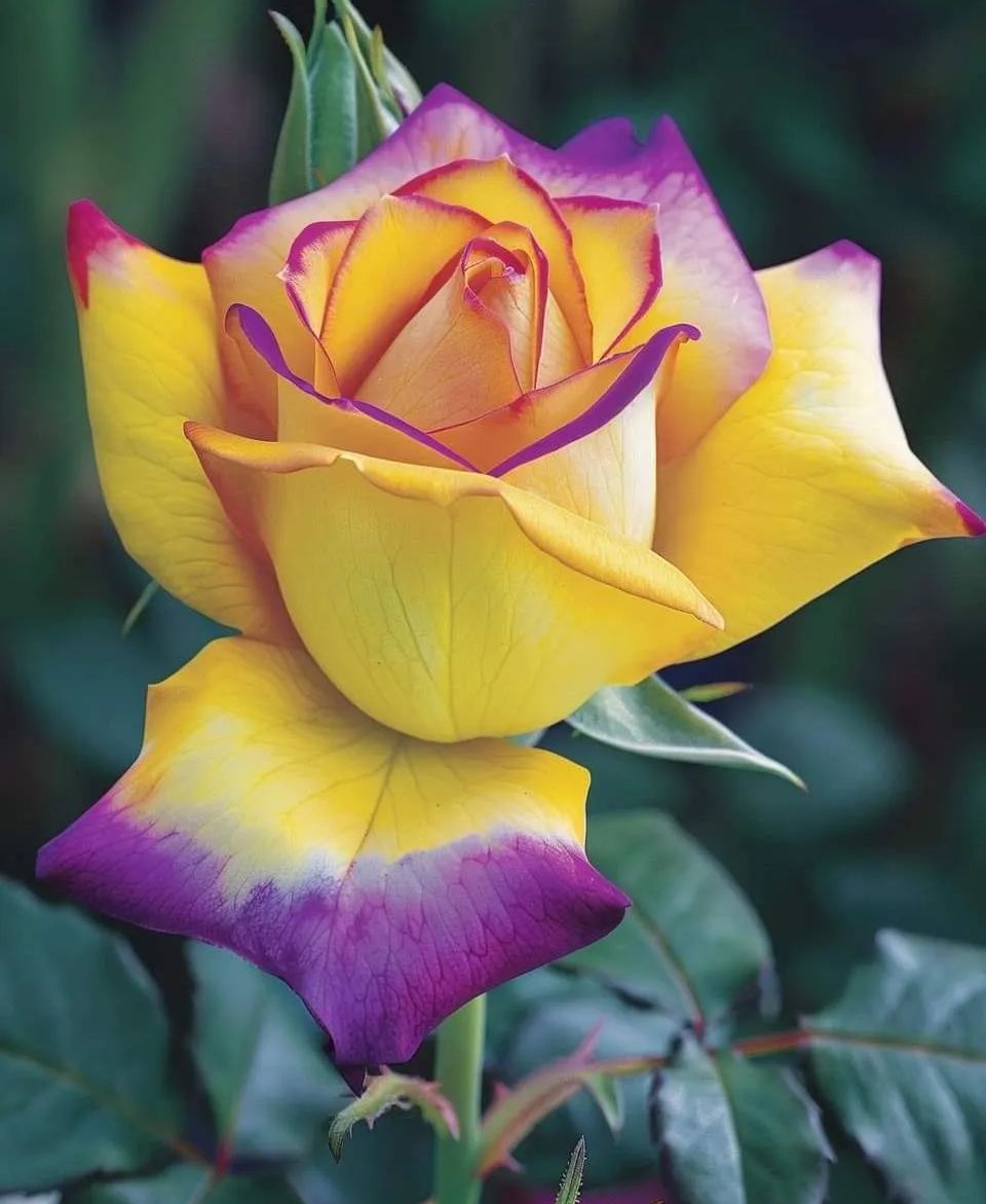 Purple Edge Glory Rose Seeds⚡