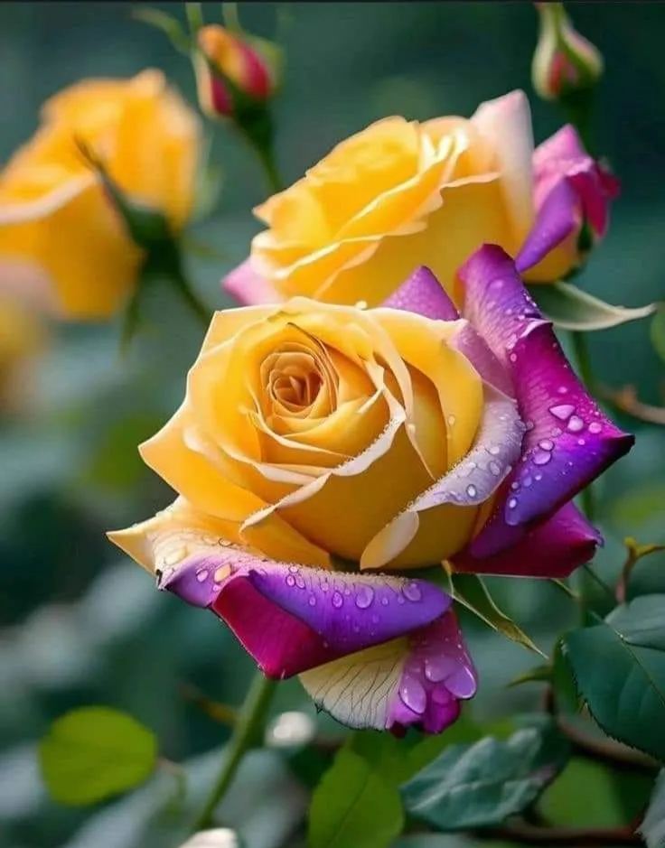 Purple Edge Glory Rose Seeds⚡