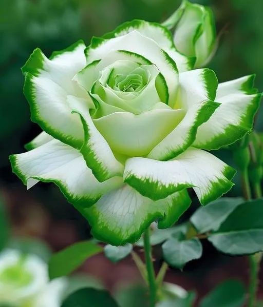 Green edge white rose seeds