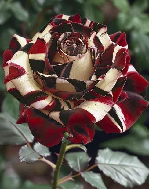 [Copy]Pink Barbie Rose Seeds
