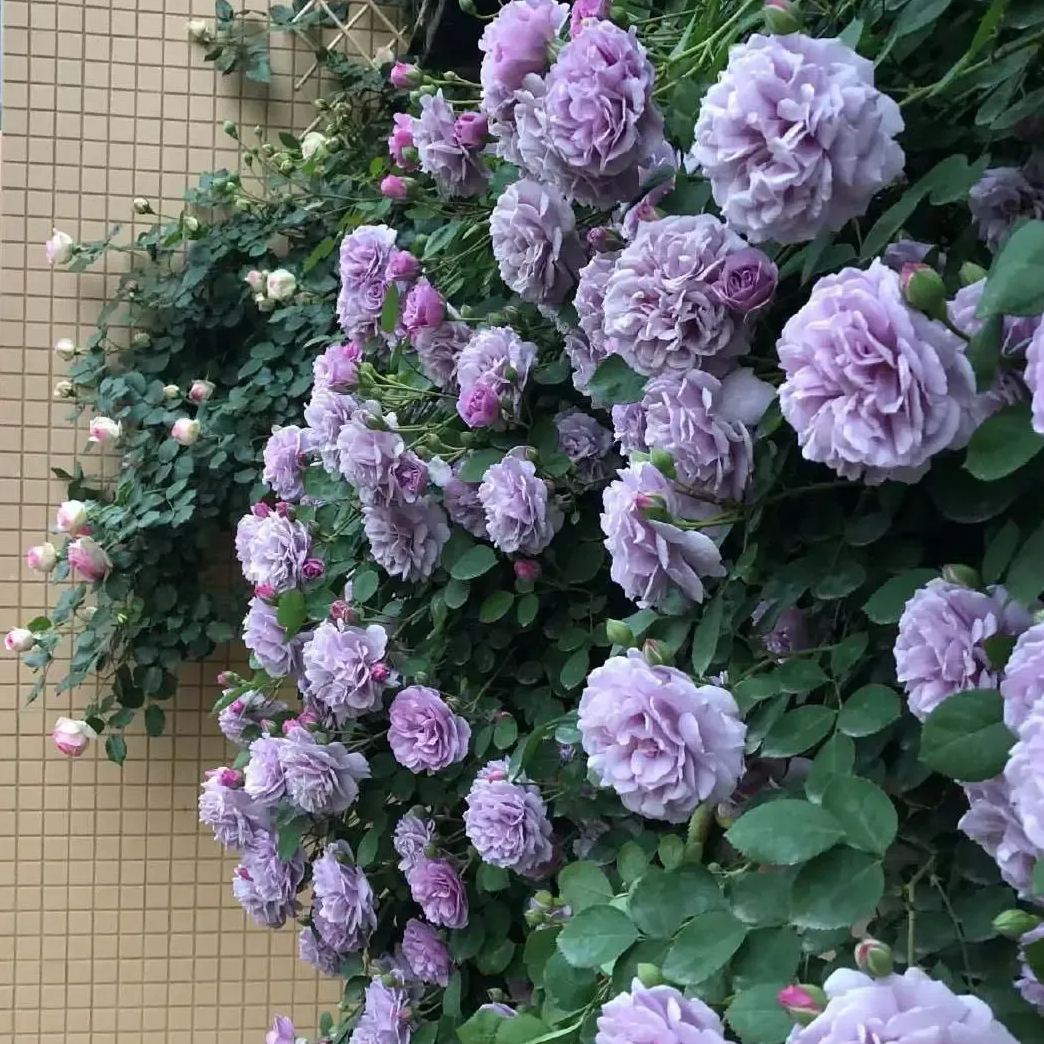 56% OFF✨100 Pcs Rare Climbing Rose Seeds🌹