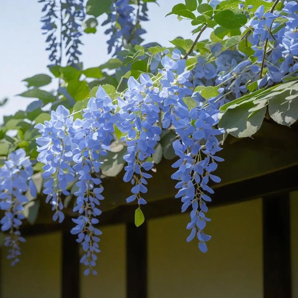 💜Wisteria Seeds - Purple Flower Waterfall