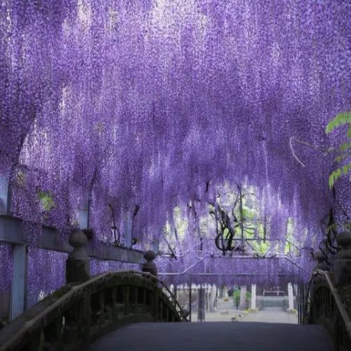 💜Wisteria Seeds - Purple Flower Waterfall