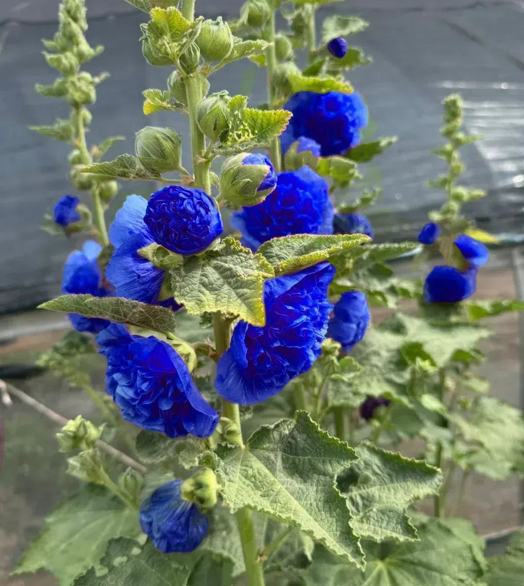 🎉Hot Sale🦋 Multi-Colored Hollyhock Seeds